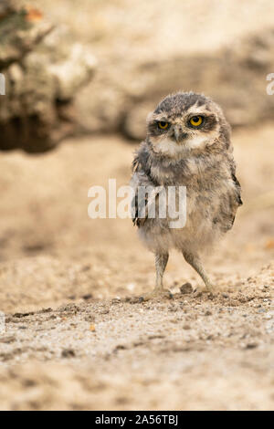 Junge Athene cunicularia Eule im Sand in Diessen, Niederlande Stockfoto