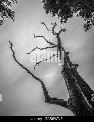 Toter Baum am Kendall See. Stockfoto