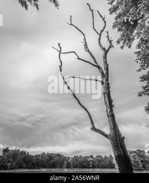 Toter Baum am Kendall See. Stockfoto