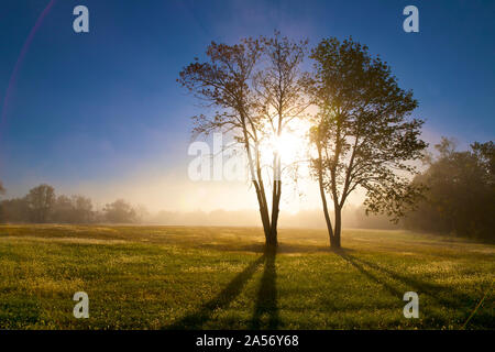 Sunrise durch Baum mit Nebel Feld mit Tau auf dem Gras. Stockfoto