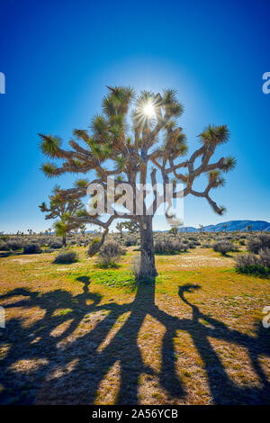 Joshua Tree Silhouette gegen den blauen Himmel und Sonne. Stockfoto