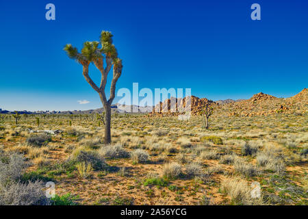 Joshua Tree mit weit entfernten Felsformation. Stockfoto