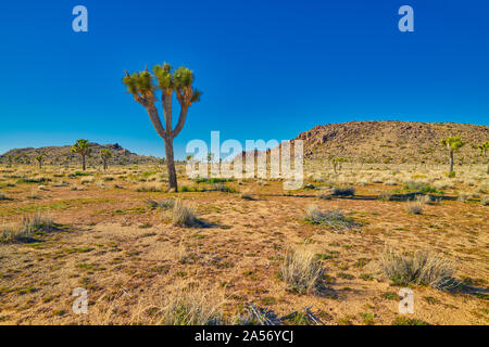 Joshua Tree mit Felsformation im Joshua Tree National Park. Stockfoto