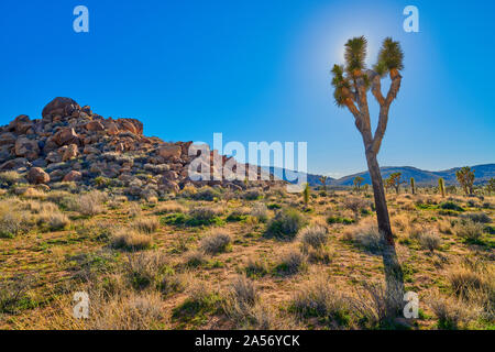 Joshua Tree Hintergrundbeleuchtung mit Sonne und blauen Himmel entlang mit Boulder Bildung. Stockfoto