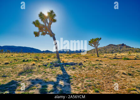 Joshua Tree Hintergrundbeleuchtung mit Sonne und blauen Himmel. Stockfoto
