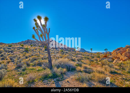 Joshua Tree Hintergrundbeleuchtung mit Sonne und blauen Himmel entlang mit Boulder Bildung. Stockfoto