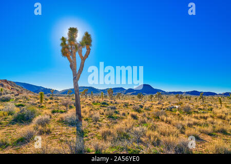 Joshua Tree Hintergrundbeleuchtung mit Sonne und blauen Himmel. Stockfoto
