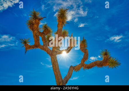 Joshua Tree Hintergrundbeleuchtung von Sun mit blauem Himmel. Stockfoto