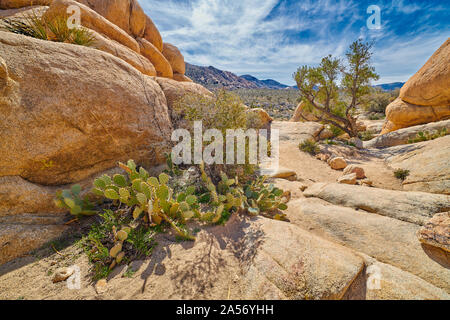 Cactus entlang Wanderweg im Joshua Tree National Park. Stockfoto