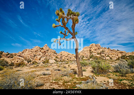 Joshua Tree mit Felsformationen im Joshua Tree National Park. Stockfoto