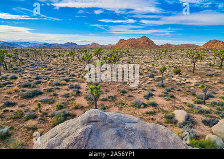 Joshua Bäume mit großen Boulder im Vordergrund der Joshua Tree National Park. Stockfoto