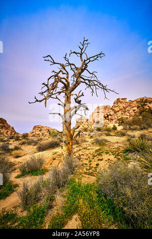 Tote Kiefer im Joshua Tree National Park. Stockfoto