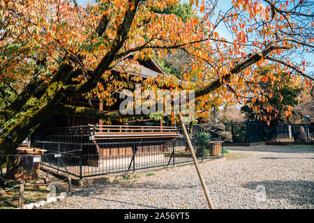 Toshogu Schrein mit Blätter im Herbst bei Ueno Park in Tokio, Japan. Stockfoto