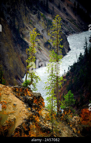 Nahaufnahme Blick auf zwei Kiefern mit der Yellowstne Fluss im Hintergrund des Yellowstone National Park, Wyoming, USA. Stockfoto