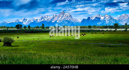 Bisons grasen im Grand Teton National Park. Stockfoto