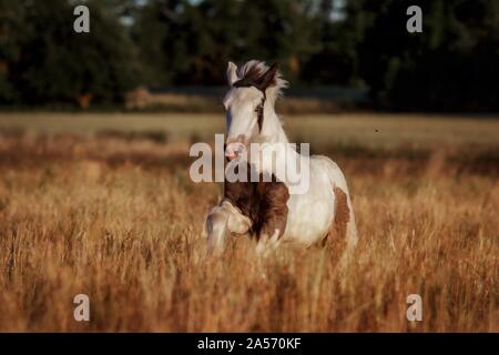 Irish Tinker im Galopp Stockfoto