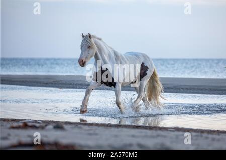 Irish Tinker Trab Stockfoto