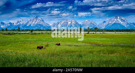 Bisons grasen im Grand Teton National Park. Stockfoto