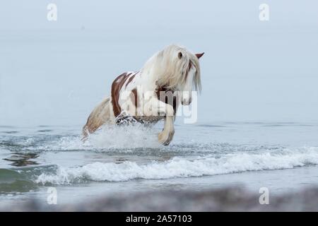 Irish Tinker Trab Stockfoto
