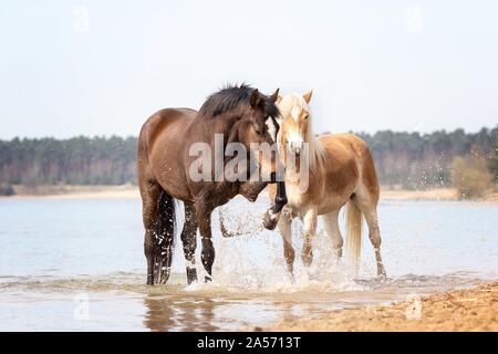 2 Pferde Stockfoto