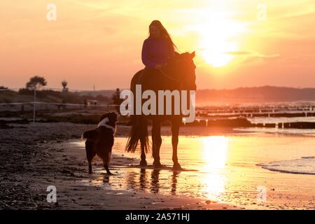 Frau reitet Warmblut Stockfoto