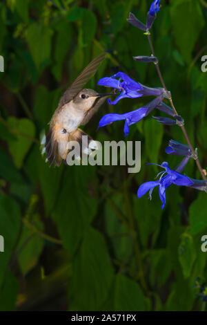 Juvenile Ruby-throated hummingbird Fütterung auf Black and Blue Salvia. Stockfoto