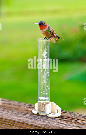 Männliche Rudy-Throated Hummingbird sitzen auf Regenmesser.. Stockfoto