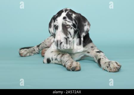 Junge Dogge liegend Stockfoto