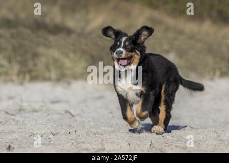 Ausführen von Berner Sennenhund Welpen Stockfoto