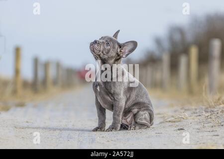 Sitzung Französisch Bulldog Welpen Stockfoto