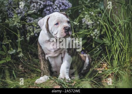 Sitzung American Bulldog Welpen Stockfoto