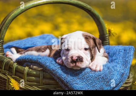 American Bulldog Welpen in einem Korb Stockfoto