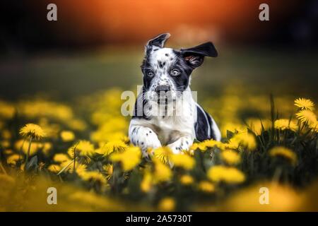 Mongrel läuft Stockfoto