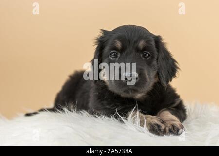 Hovawart Welpen auf schaffell Stockfoto