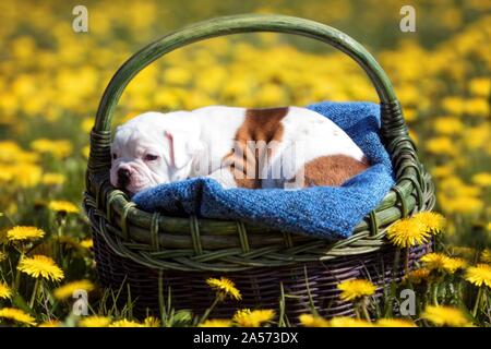 American Bulldog Welpen in einem Korb Stockfoto