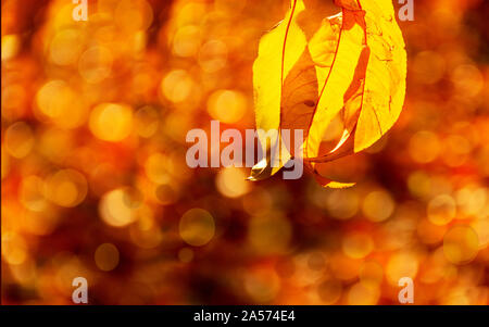 Blätter im Herbst von Peach Bäume an der Hintergrundbeleuchtung. In der Nähe der bunten Blätter. Freien Speicherplatz. Warme Farben, Farben in einem sonnigen Tag. Stockfoto