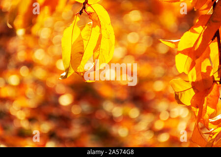 Blätter im Herbst von Peach Bäume an der Hintergrundbeleuchtung. In der Nähe der bunten Blätter. Freien Speicherplatz. Warme Farben, Farben in einem sonnigen Tag. Stockfoto