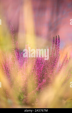 Gemeinsame Heather, Calluna vulgaris, in voller Blüte, selektiver Fokus und flachen DOF, Farben im Herbst Garten Stockfoto