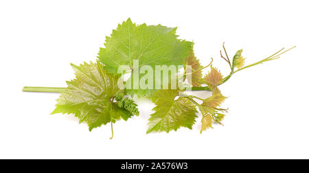 Weinblätter vine Branch mit Ranken, auf weißem Hintergrund, clipping path enthalten. Grün Zweig der Rebsorten Stockfoto