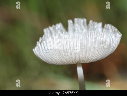 Ein kleiner Fliegenpilz aus dem Gras in den Wald. Stockfoto