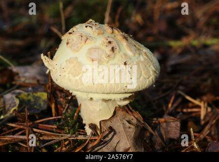 Ein Pilz oder Pilzen aus dem Waldboden in Großbritannien. Stockfoto