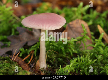 Ein ziemlich rosig Motorhaube Pilz, Mycena-rosea, durch das Blatt Wurf und Moos auf dem Waldboden in Großbritannien wächst. Stockfoto