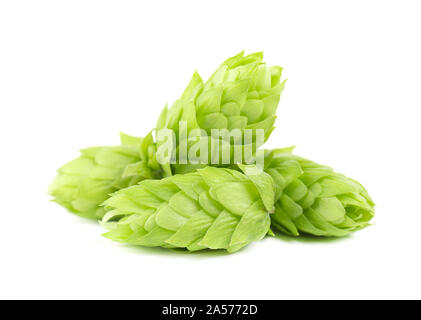 Frisches Grün hop Branch, auf einem weißen Hintergrund. Hopfendolden für Bier und Brot. Close Up. Stockfoto