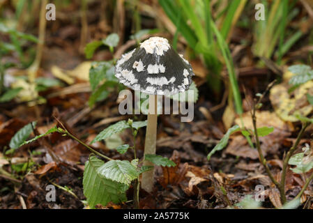 Eine schöne Magpie Inkcap, Coprinopsis picacea, Pilz im Wald in Großbritannien wächst. Stockfoto