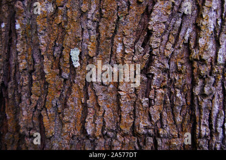 In der Nähe Bild von Baumrinde Stockfoto