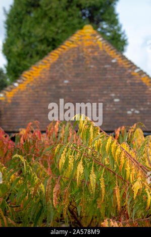 Blätter der sumac Baum im Herbst vor einem Dach mit Moos wachsen auf Es fotografiert. Die Blätter der sumac Baum biegen Sie ein feuriges Rot im Herbst Stockfoto