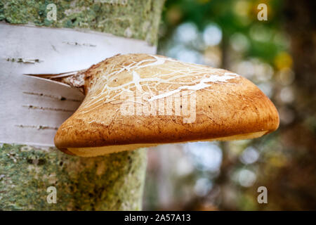 Birch Polypore Pilz (Piptoporus betulinus) zunehmend auf eine Birke, Whiteshell Provincial Park, Manitoba, Kanada. Stockfoto