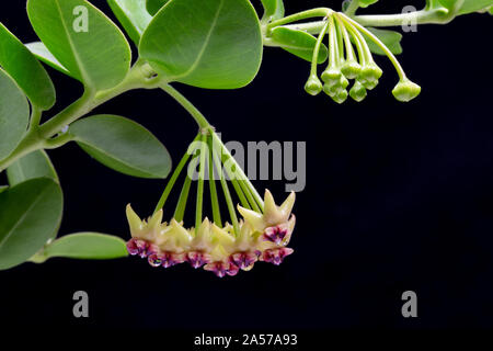 Cumming's Wax Blume, Hoya cummingiana, von den Philippinen Stockfoto