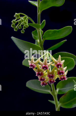 Cumming's Wax Blume, Hoya cummingiana, von den Philippinen Stockfoto