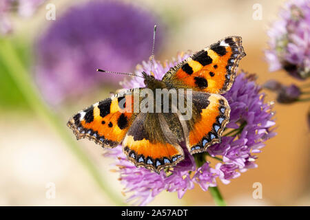 Kleiner Fuchs Schmetterling, Nymphalis urticae, Fütterung auf Allium Blume. Monmouthshire, Wales, Großbritannien Stockfoto